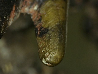 Mikroskopische Analyse der gelaagde patina structuur von Lot 163 (Ganesha), 18. Jahrhundert, detaillierte Schichtung von Cuprit, dunkler Oxidation und mineralischen Verkrustungen über Resten von Feuervergoldung, 1stbuddha Expertise.